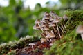 Mushrooms on a dead stump, Battle Ground Lake State Park, Battle Ground, Washington, USA